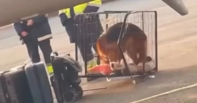 Потратила 300 тыс. тенге : казахстанка пожаловалась, что ее сняли с рейса из за перевозки собаки