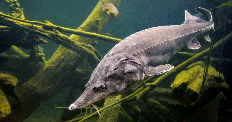 Люди в масках на лодке предложили : жителя Атырау за покупку осетра посадили на 7 лет
