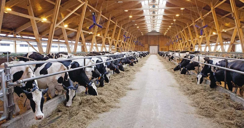 Қазақстанда асыл тұқымды малға 6% жеңілдетілген несие берілуде