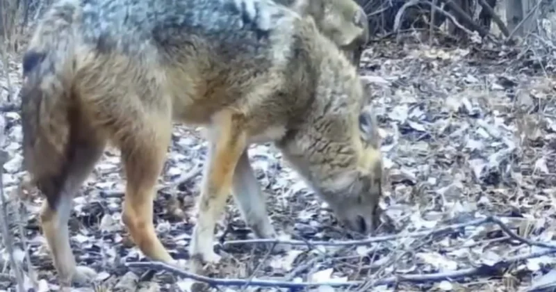 Чарынский парк зафиксировал шакала на фотоловушку (ВИДЕО)