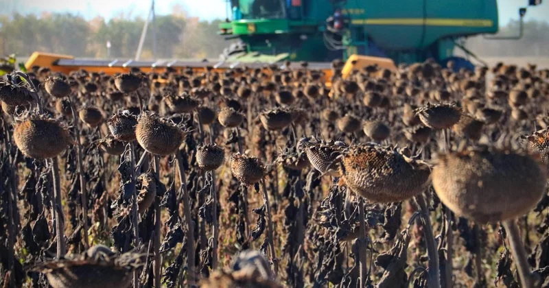 Не одной пшеницей