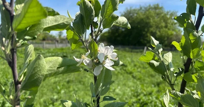 Астанада жасыл аймақтардың құқықтық мәртебесі өзгереді