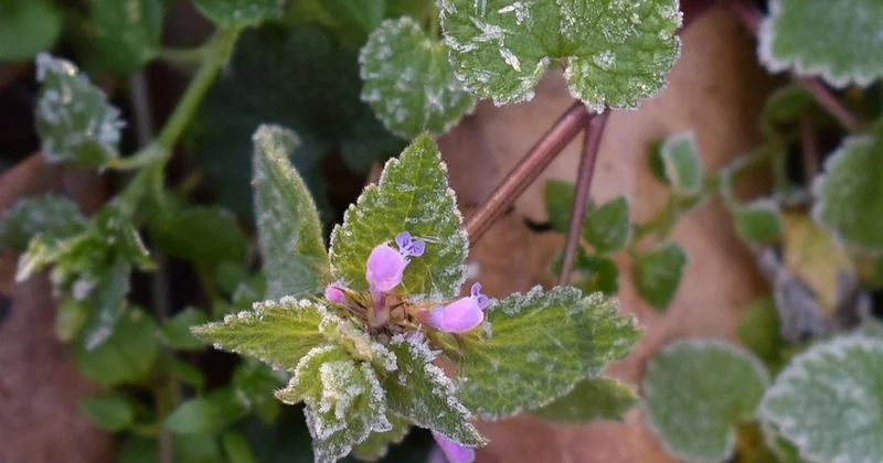 Бүгін оңтүстік өңірлерде үсік жүреді