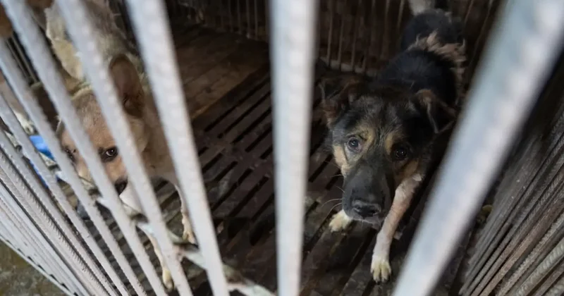 Маслихатам дано право самим принимать решения, включая продление сроков содержания бродячих животных