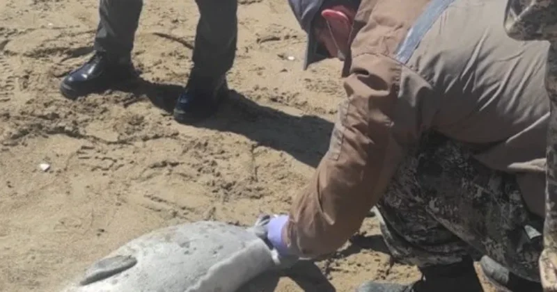 Массовая гибель тюленей: 191 тушу обнаружили у берегов Каспия