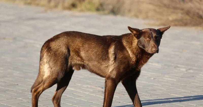 Поправки в закон о животных: замруководителя аппарата Мажилиса назвал факты, цифры и причины изменений