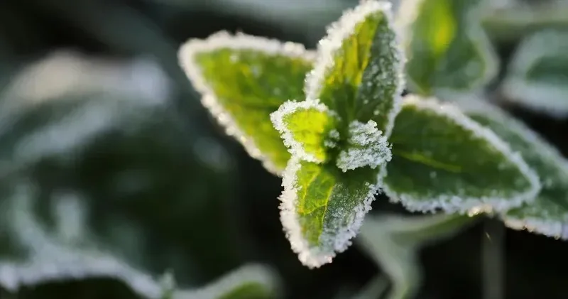 3°С қа дейін: 19 сәуірде Қазақстанның қай өңірлерін үсік шалады