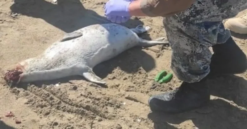 До 200 выросло число мёртвых тюленей на берегу Каспия: взять пробы на инфекции оказалось невозможным