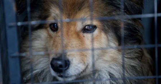 Мангистауская ветслужба провалила программу стерилизации животных