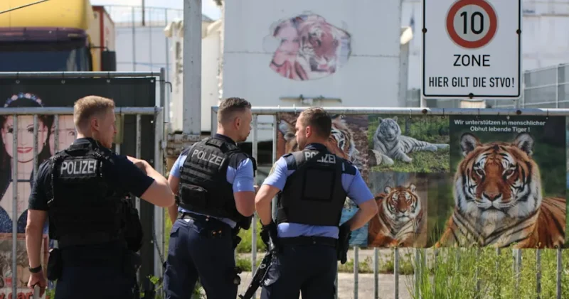 Германияда жолбарыс күтушісіне шабуыл жасап, атып өлтірілді