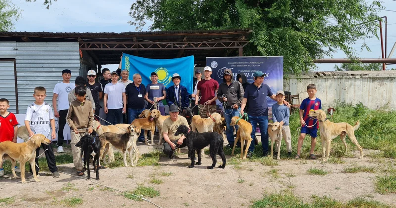 Жамбыл облысында қазақы тазыға арналған ауқымды байқау өтті