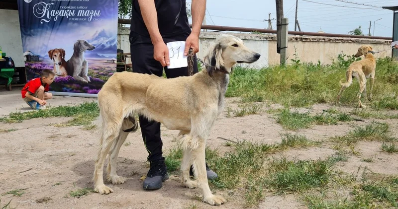 21 тазы получат документ с родословной после смотра в селе Мерке