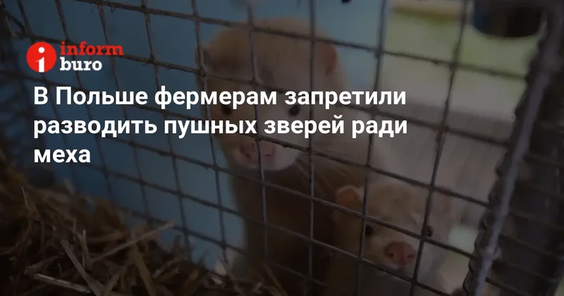 В Польше фермерам запретили разводить пушных зверей ради меха