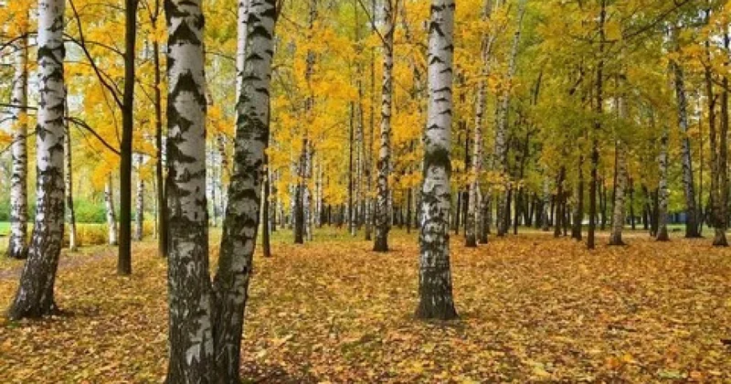 Қараусыз қалған орман иесін табады