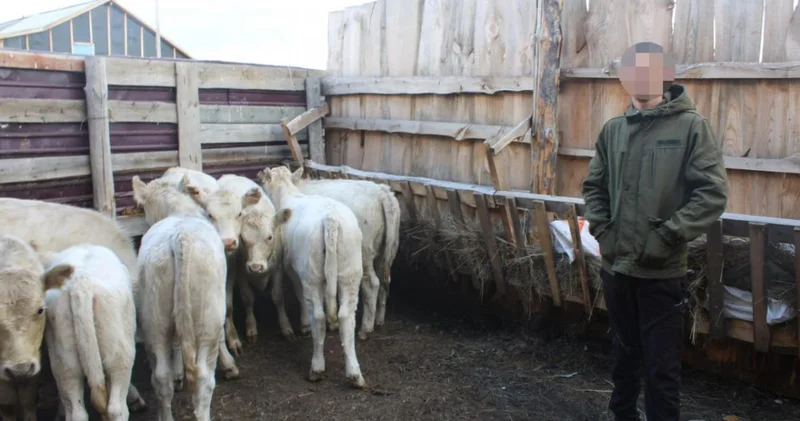 Жайылымдағы ірі қараны қалаға апарып сатқан : мал ұрлығына қатысы бар 19 жастағы азамат ұсталды