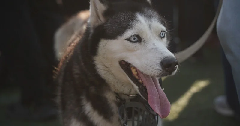 С собаками нельзя!