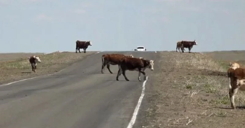 ​Орал Атырау жолында қауіпсіздікті қамтамасыз ету мақсатында малға жарық шағылыстырғыш белгі тағылады