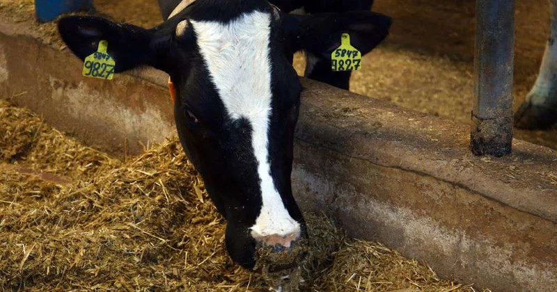 Фальшивые ветсправки выдавали в Костанайской области