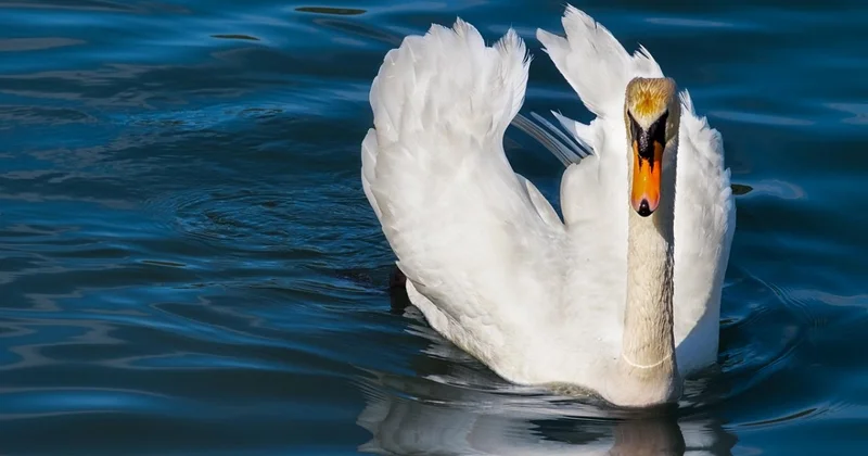 Как сложилась судьба спасенного из котлована дикого лебедя в Кокшетау (ВИДЕО)