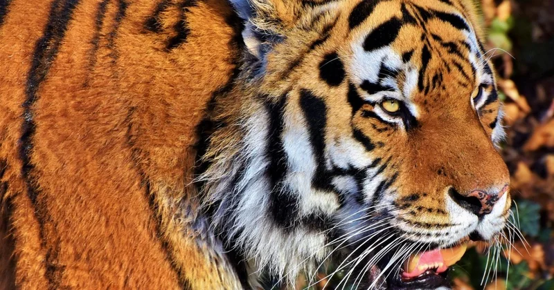 Фермер отошел в лес по нужде и был съеден тигром