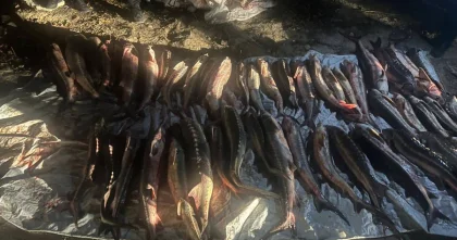 Незаконный вылов осетровых пород рыб выявлен в Актау