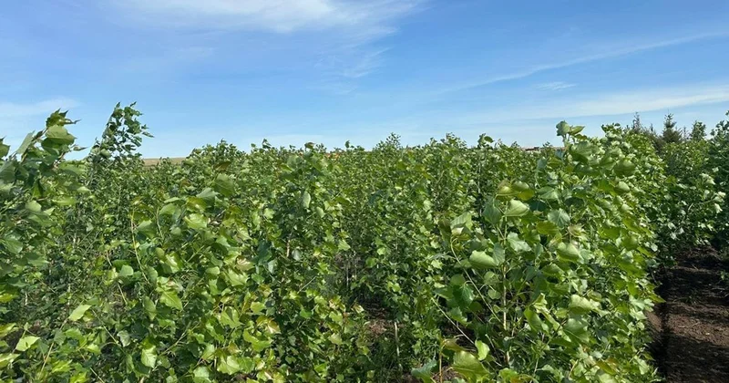 250 миллионов саженцев вырастят в питомнике в Шортандинском районе