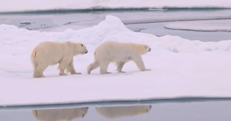 Арктикадағы ақ аюлар климатқа бейімделіп жатыр
