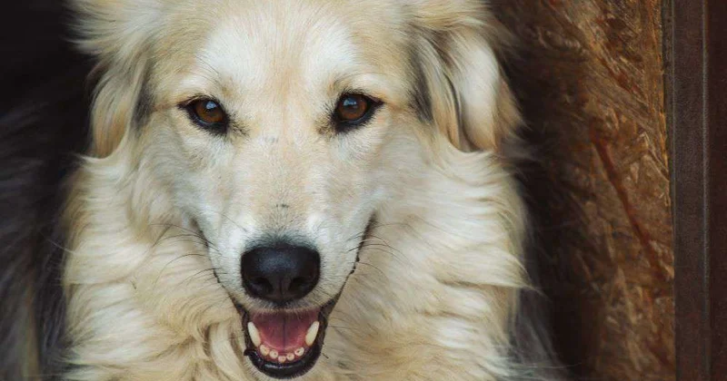 Собаки и кошки заговорили...