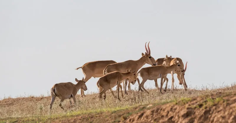 Ұлытау облысында ер адамнан 300 ден астам киік мүйізі тәркіленді