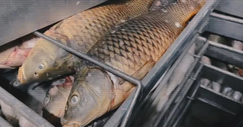 Сгнила ли? Изъятая у браконьеров рыба пропала без следа в Жетысу