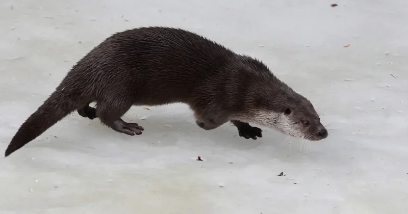 Редкая среднеазиатская выдра попала в объектив жителя Талдыкоргана