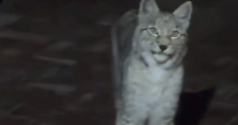 Детеныша туркестанской рыси заметили на улицах Алматы