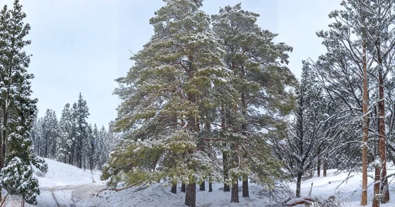Бөкей ордасындағы қарағайлы орманды қалай сақтап қалуға болады