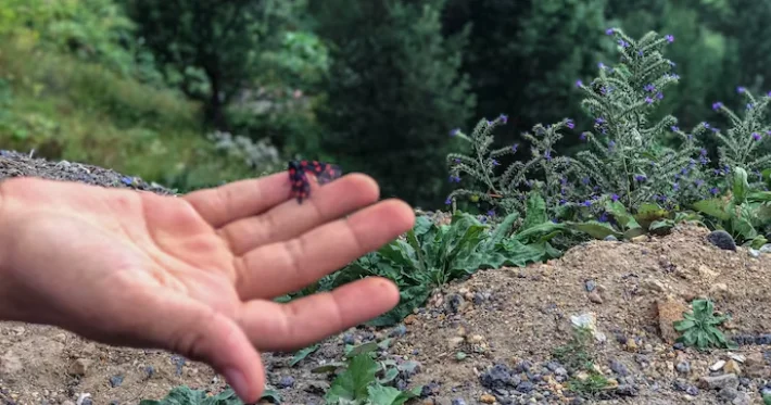 ​Абай облысында прокуратура жер пайдалану және орманды қорғау саласындағы заңбұзушылықтарды анықтады