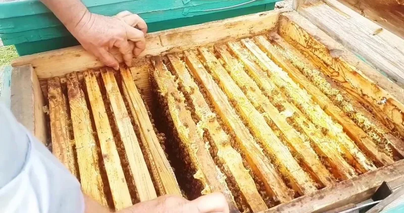 Ара шаруашылығы өнімдерін заңсыз транзитпен өткізу әрекетіне тосқауыл қойылды