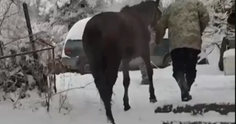Спасатели МЧС вытащили лошадь из колодца в Талгаре