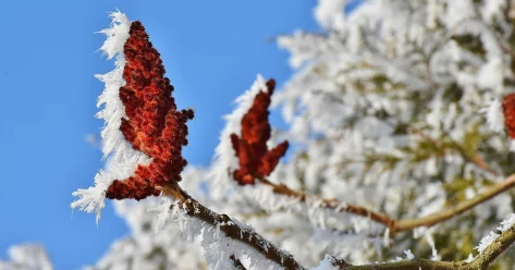 Морозная погода сохранится на востоке Казахстана