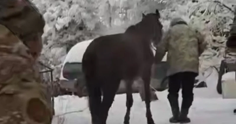 Лошадь упала в колодец в Алматинской области (видео)