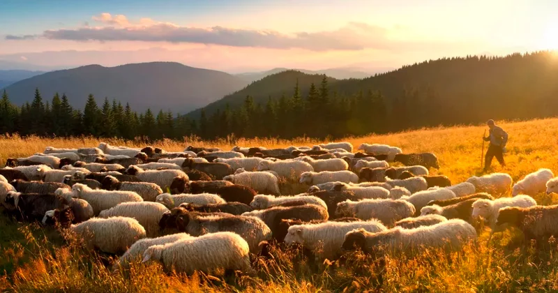 Чабаны с 55 лет смогут получать соцвыплаты правительство одобрило проект