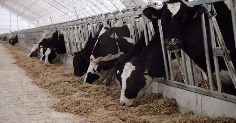 Очередная партия племенных голштинов из Германии прибыла в СКО