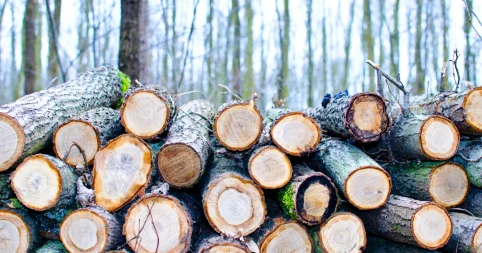 Нарушения в сфере землепользования и охраны леса выявлены в области Абай