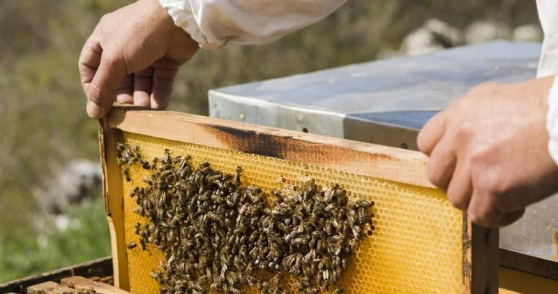 Заңсыз транзит: Қырғызстаннан Қазақстанға ара өнімдері әкелінбек болды