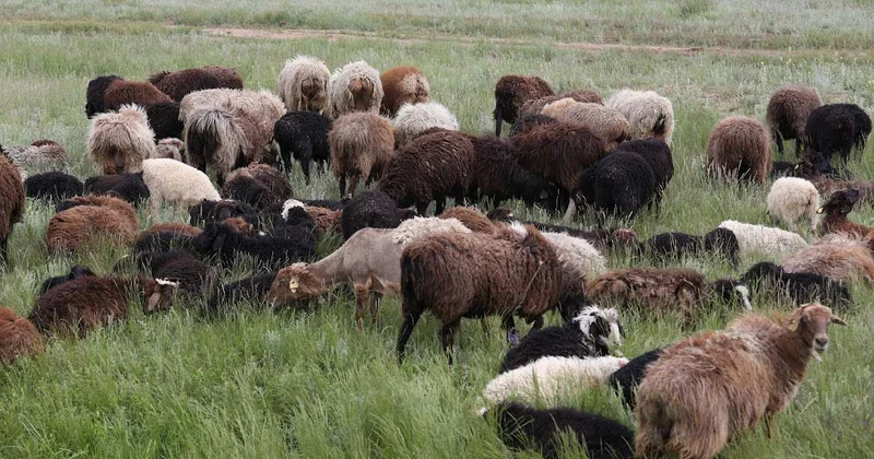 Правительство одобрило проект 5 летнего плана развития животноводства