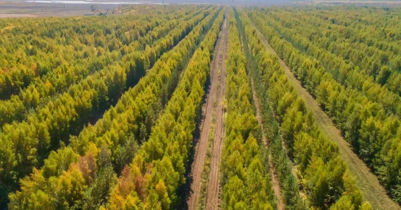 Абай облысында 100 ге жуық орман ағашы заңсыз кесілген