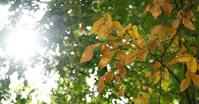 Потепление без паузы: последние три года стали самыми жаркими в истории