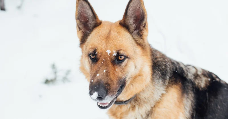 Қостанайда шекарашы иттерді неге сатып жатыр