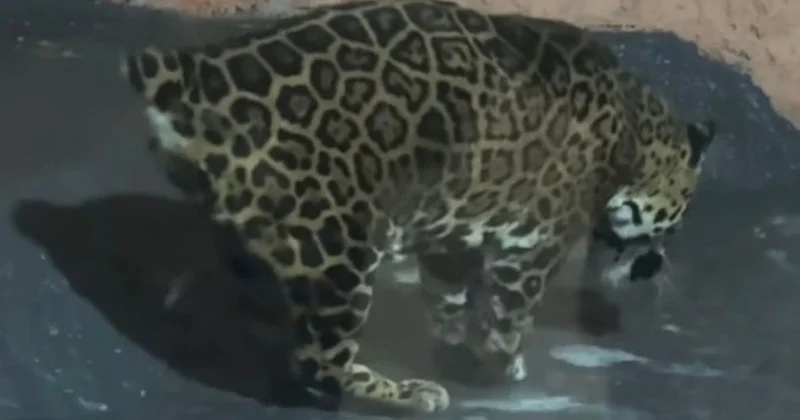 Выглядит измученным : состояние ягуара в алматинском зоопарке возмутило соцсети