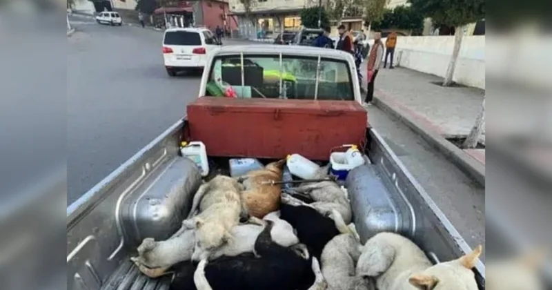 Три миллиона собак расстреляют перед чемпионатом мира по футболу в Марокко