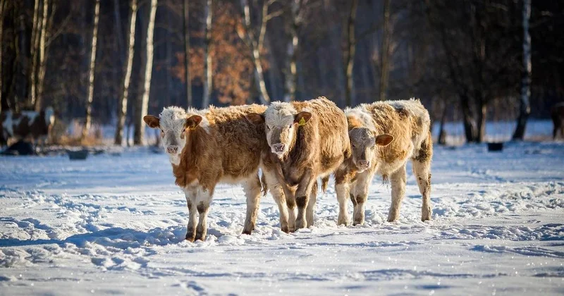 Заразились свыше 300 голов: ограничения на продажу скота ввели в Атырауской области