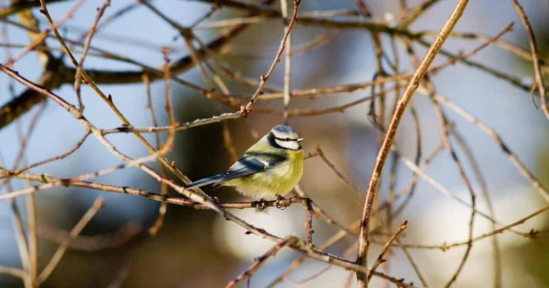 Потеплеет, но будут нюансы: погода в Шымкенте